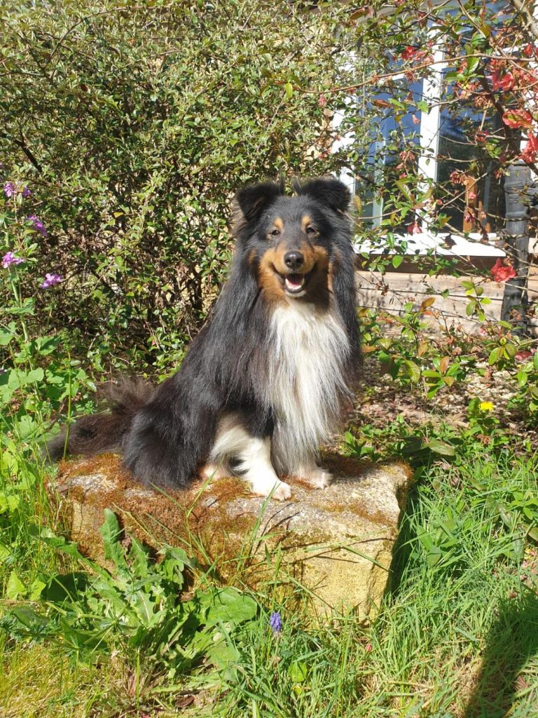 Sweety d'inouie Du Domaine De La Pruneraie
