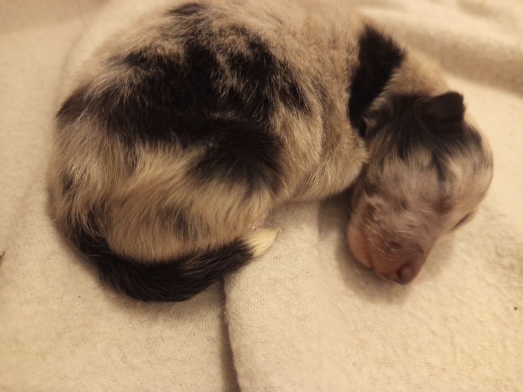 Chiot Shetland Sheepdog Les Ecuries des Shelties de Zahrat