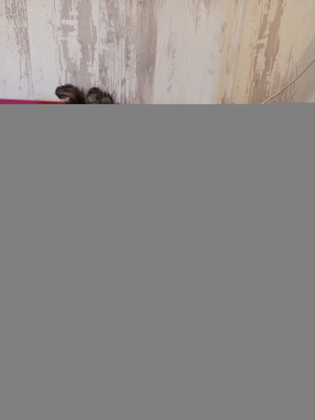 Les Ecuries des Shelties de Zahrat - Shetland Sheepdog - Portée née le 28/01/2026