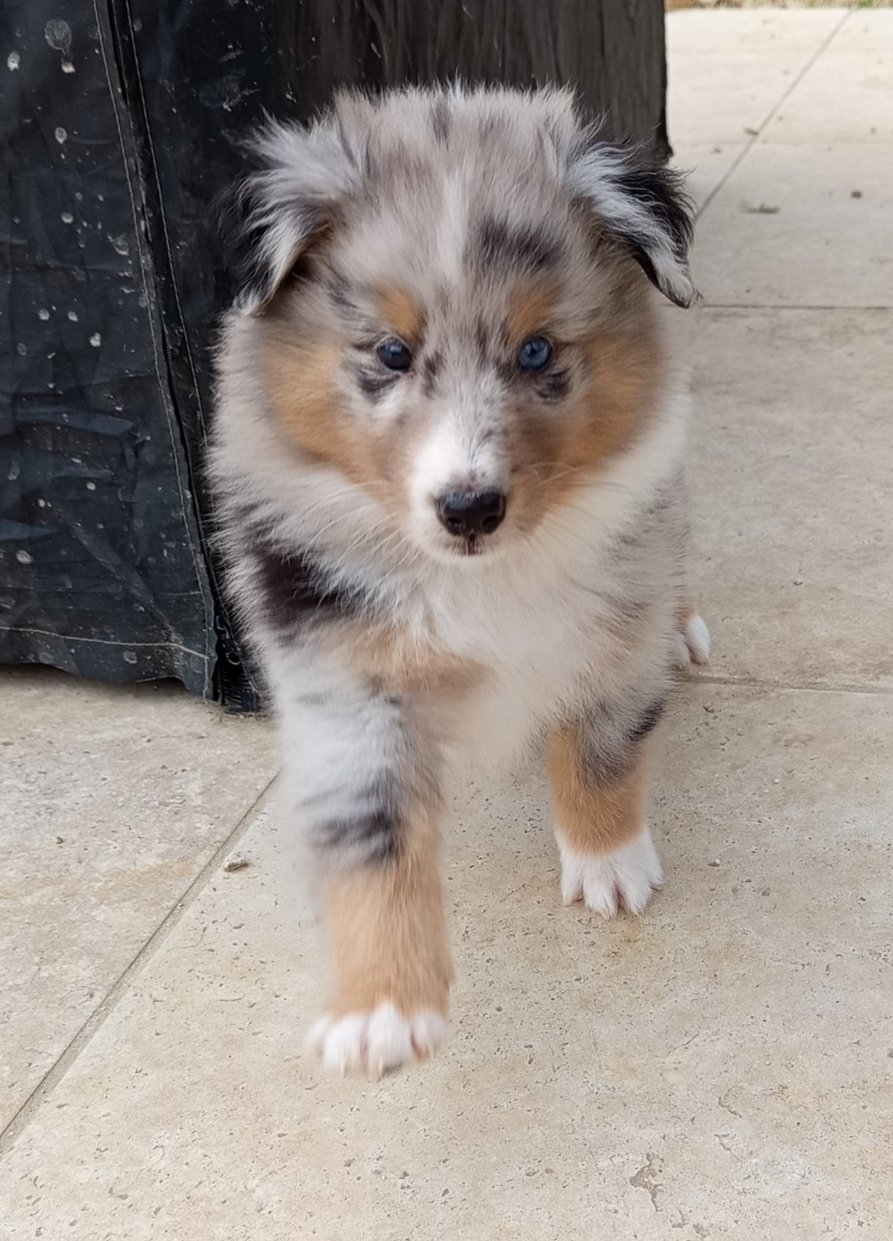 Les Ecuries des Shelties de Zahrat - Chiots disponibles - Shetland Sheepdog