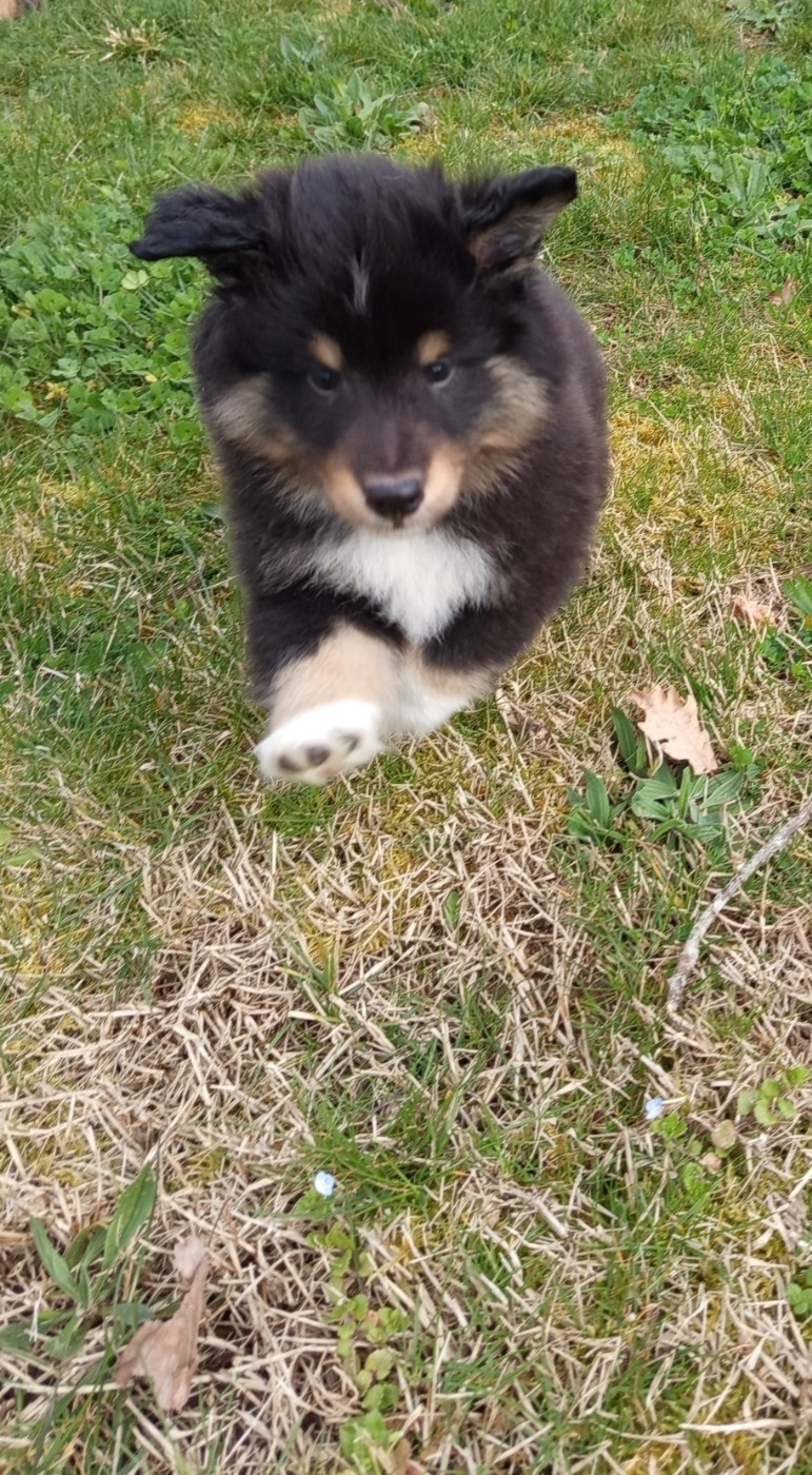Les Ecuries des Shelties de Zahrat - Chiots disponibles - Shetland Sheepdog