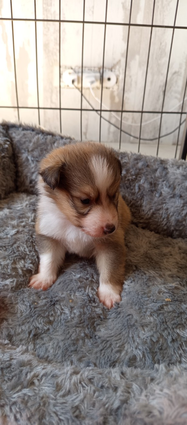 Les Ecuries des Shelties de Zahrat - Chiots disponibles - Shetland Sheepdog