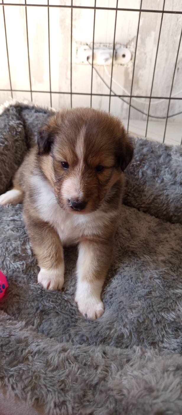 Les Ecuries des Shelties de Zahrat - Chiots disponibles - Shetland Sheepdog