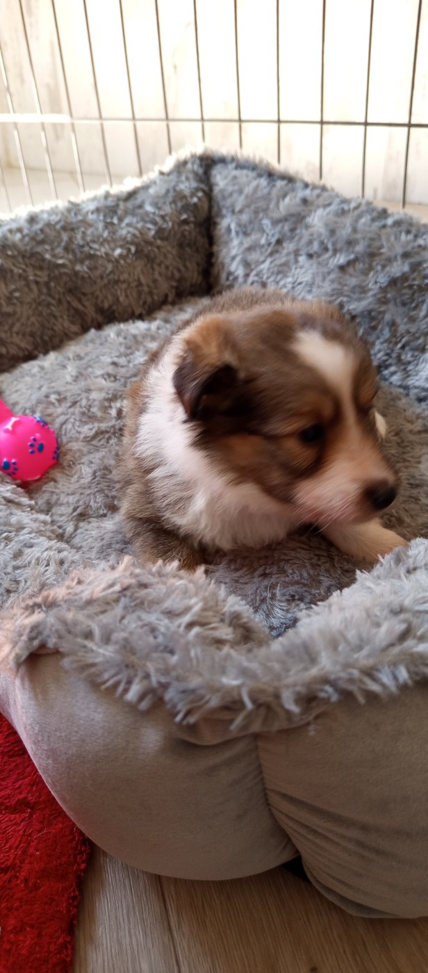 Les Ecuries des Shelties de Zahrat - Chiots disponibles - Shetland Sheepdog