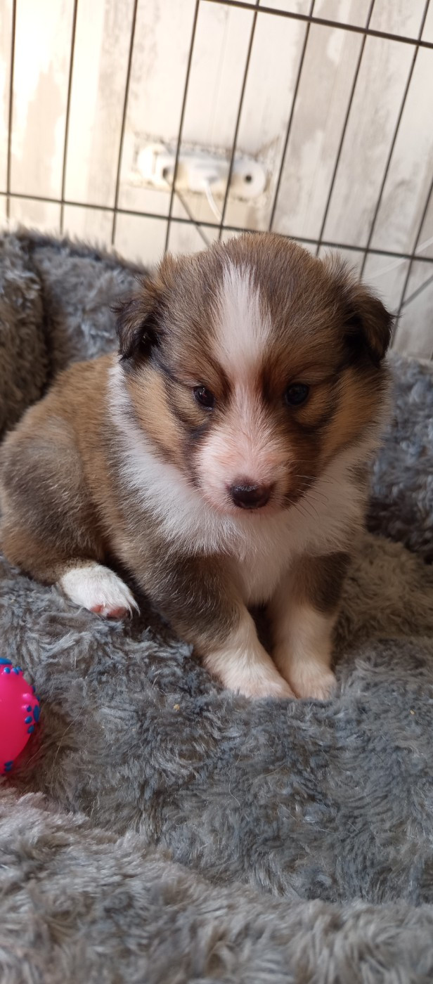 Les Ecuries des Shelties de Zahrat - Chiots disponibles - Shetland Sheepdog