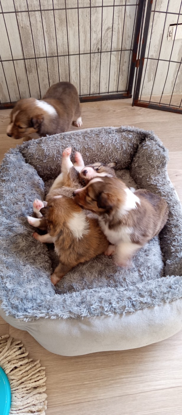 Chiot Shetland Sheepdog Les Ecuries des Shelties de Zahrat