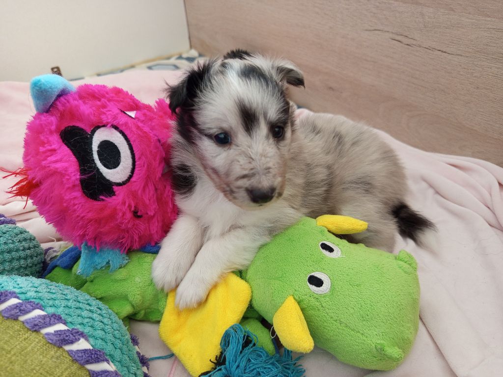 Les Ecuries des Shelties de Zahrat - Chiots disponibles - Shetland Sheepdog